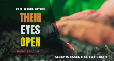 Do Bettas Sleep With Their Eyes Open?
