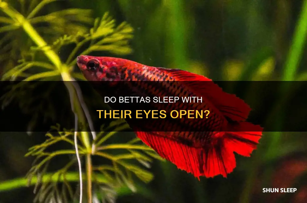 do betta fish sleep with their eyes open