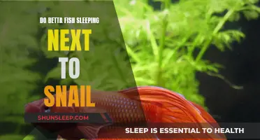 Betta Fish and Snail Sleeping Partners