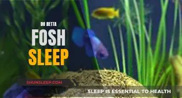 Betta Fish and Sleep: Do They Rest?