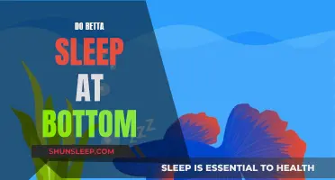 Betta Behavior: Sleeping at the Bottom