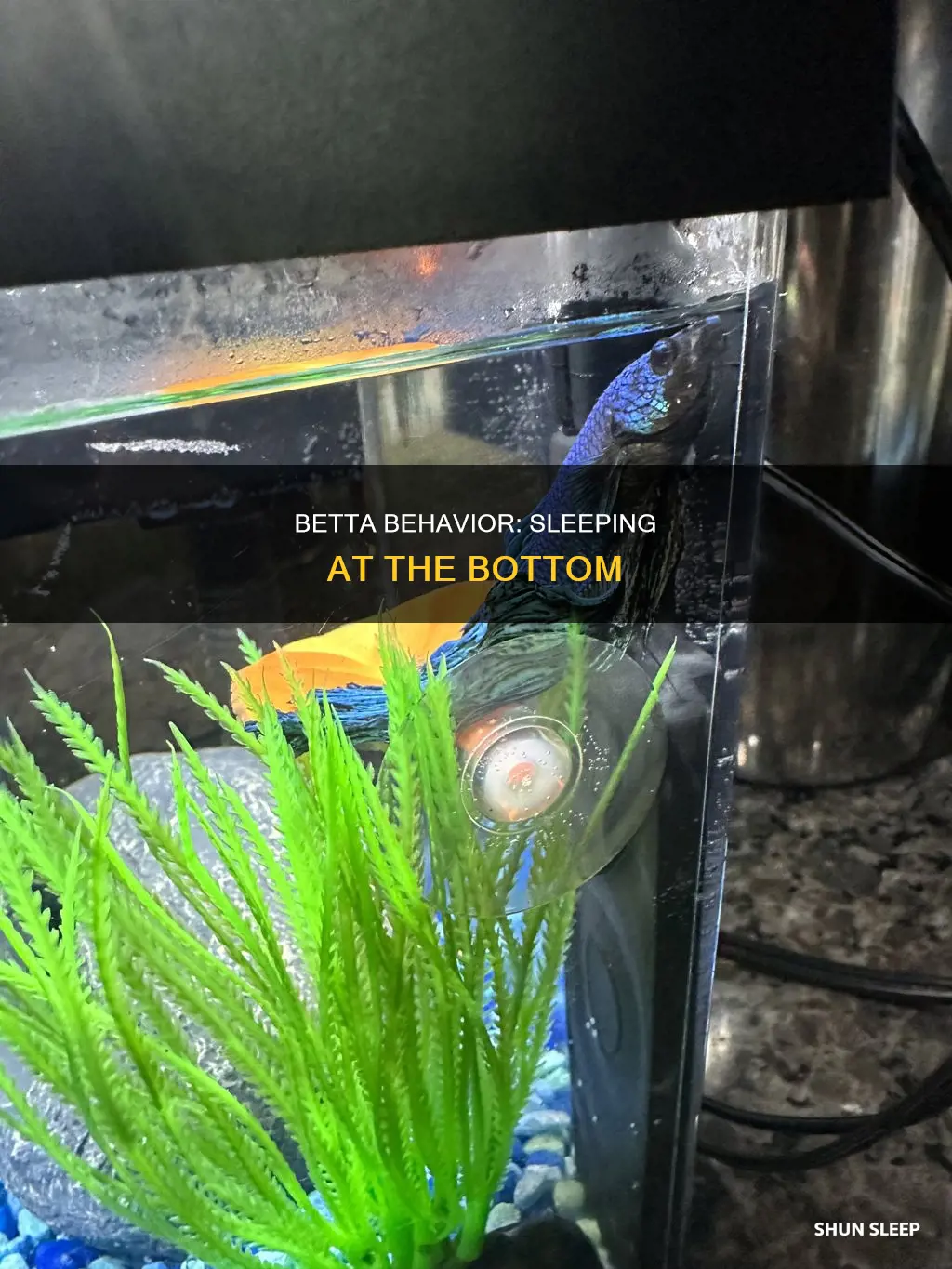 do betta sleep at bottom