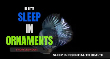 Betta Ornaments: Do Bettas Sleep Inside Them?