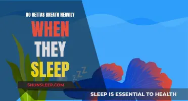Betta Fish: Heavy Breathing During Sleep