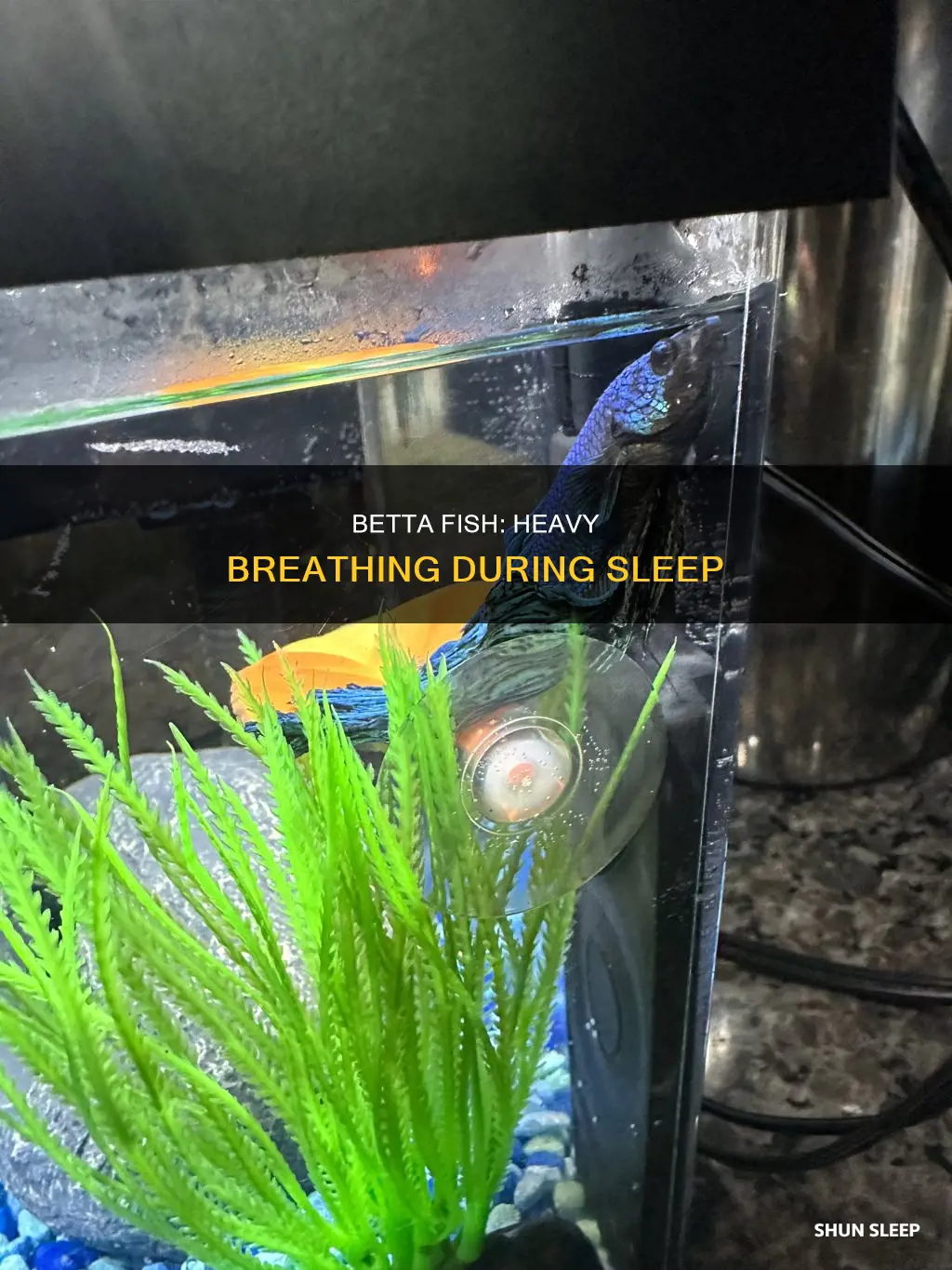 do bettas breath heavily when they sleep