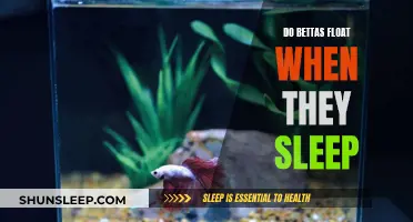 Do Bettas Float in Sleep? Understanding This Unique Behavior