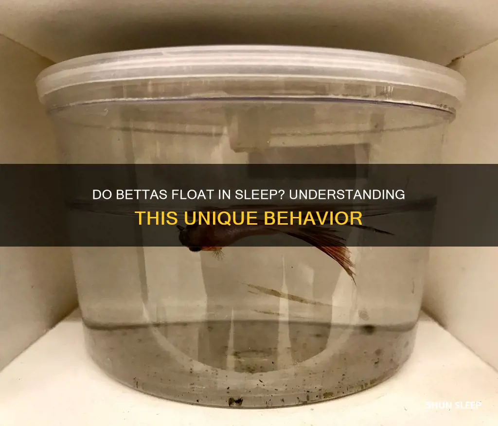 do bettas float when they sleep