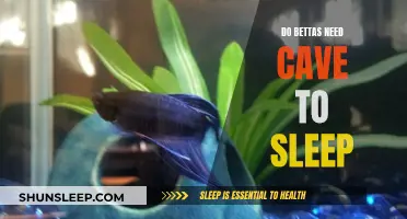 Bettas and Caves: Do They Need a Dark Den?