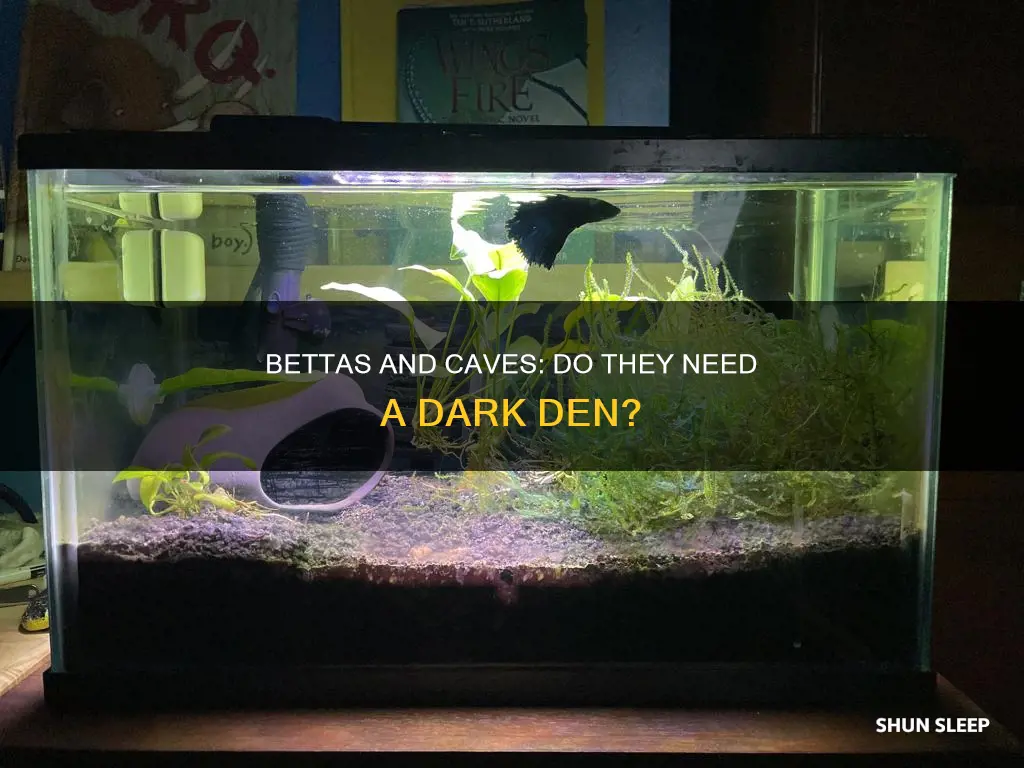 do bettas need cave to sleep
