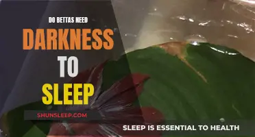 Bettas and Sleep: Darkness or Light?