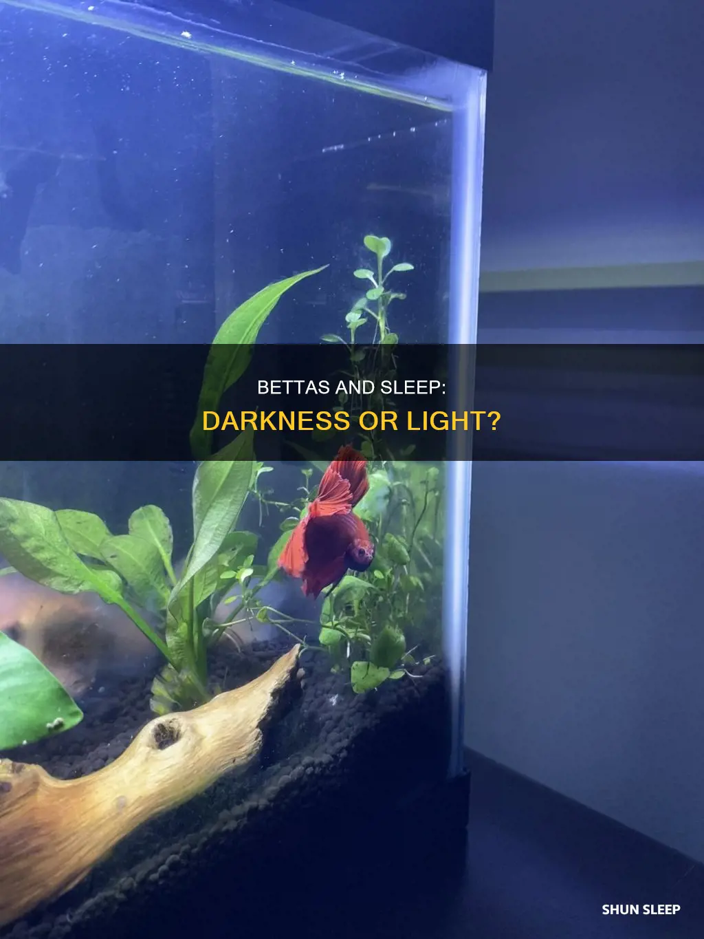 do bettas need darkness to sleep