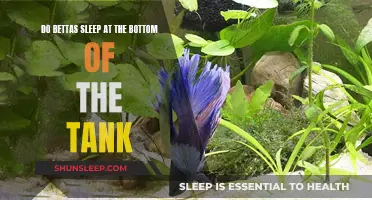 Bettas' Sleeping Patterns: Bottom of the Tank