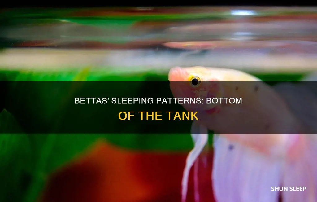 do bettas sleep at the bottom of the tank