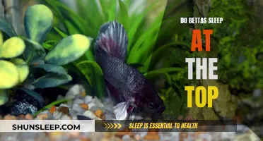 Betta Behavior: Why Do Bettas Sleep at the Top?