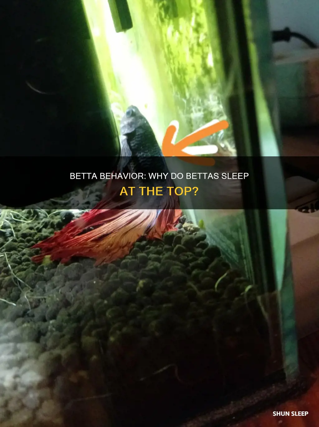do bettas sleep at the top