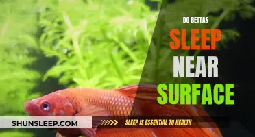 Betta Behavior: Sleeping Near the Surface