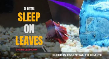 Do Bettas Sleep on Leaves? Understanding Bettas' Unique Resting Habits