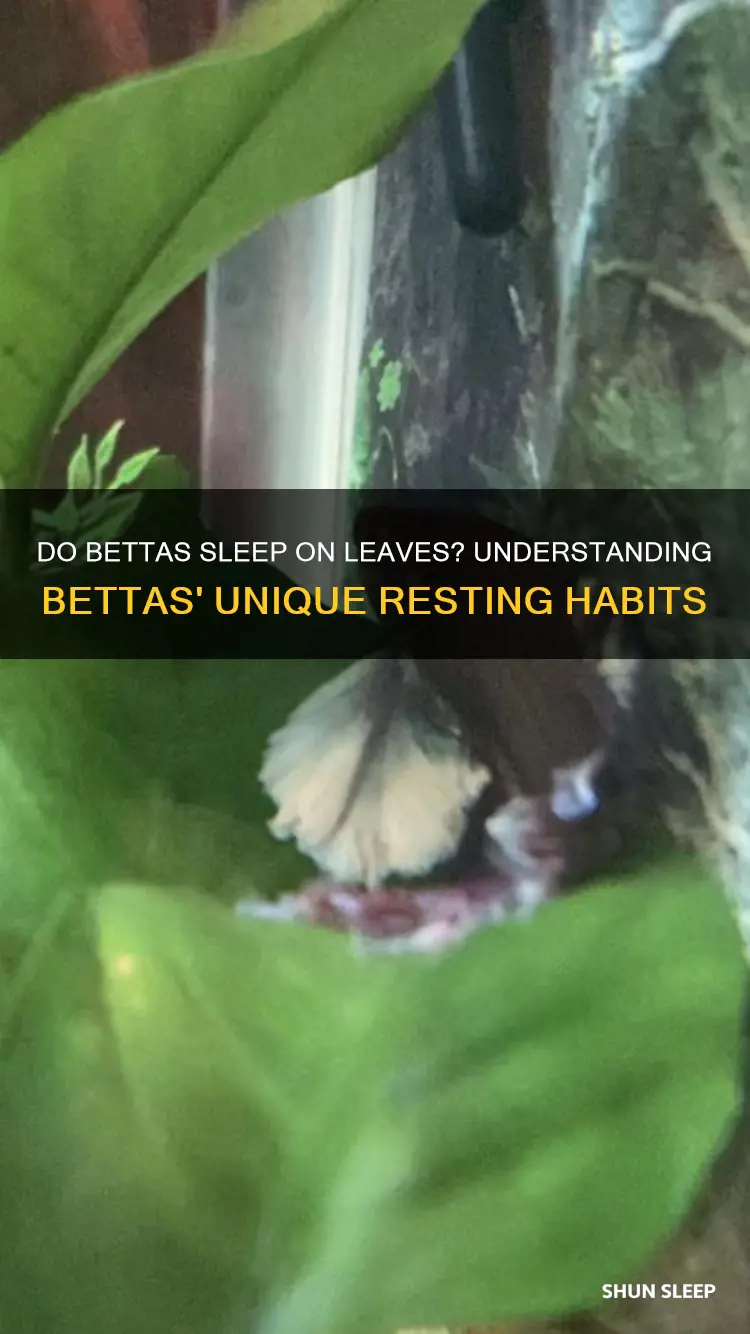 do bettas sleep on leaves