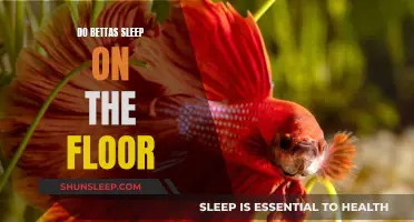 Do Bettas Sleep on the Floor? Understanding Their Unique Habits