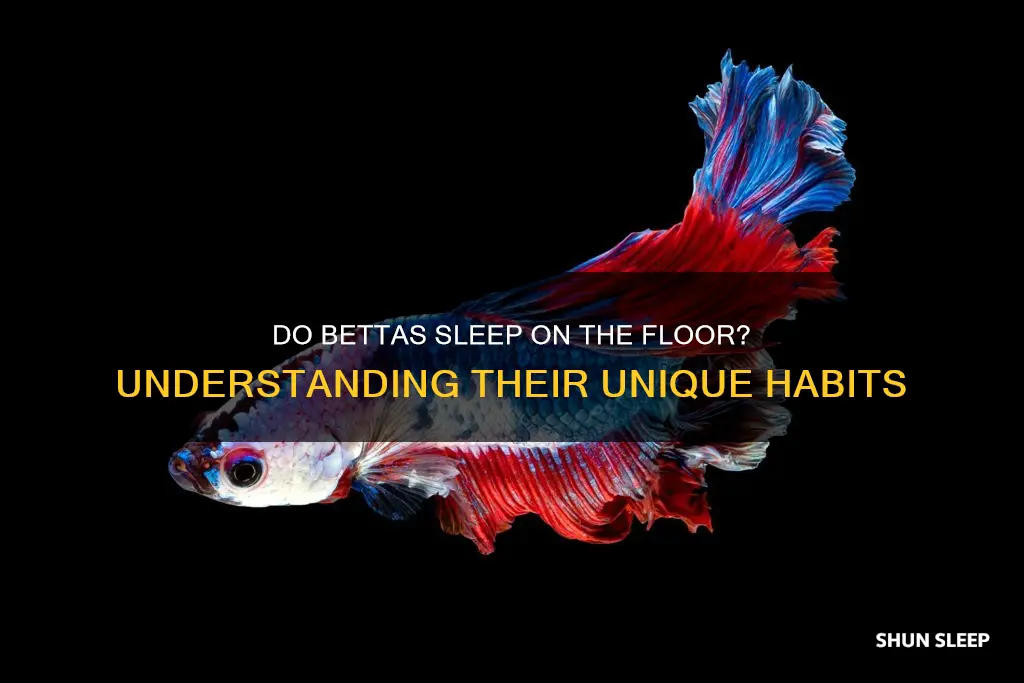 do bettas sleep on the floor