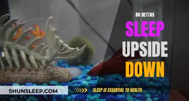 Bettas' Upside-Down Sleeping Habits: Why and How Long?