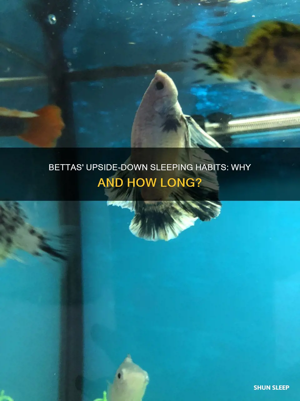 do bettas sleep upside down