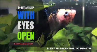 Bettas' Sleep: Eyes Open or Closed?