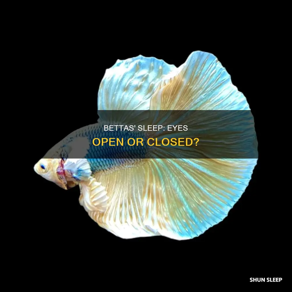 do bettas sleep with eyes open