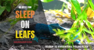 Do Bettas Sleep on Leaves? Understanding Their Resting Habits