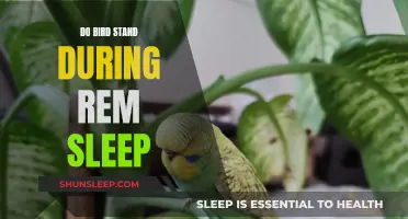 Birds' Sleep Patterns: Standing Up in REM Sleep?