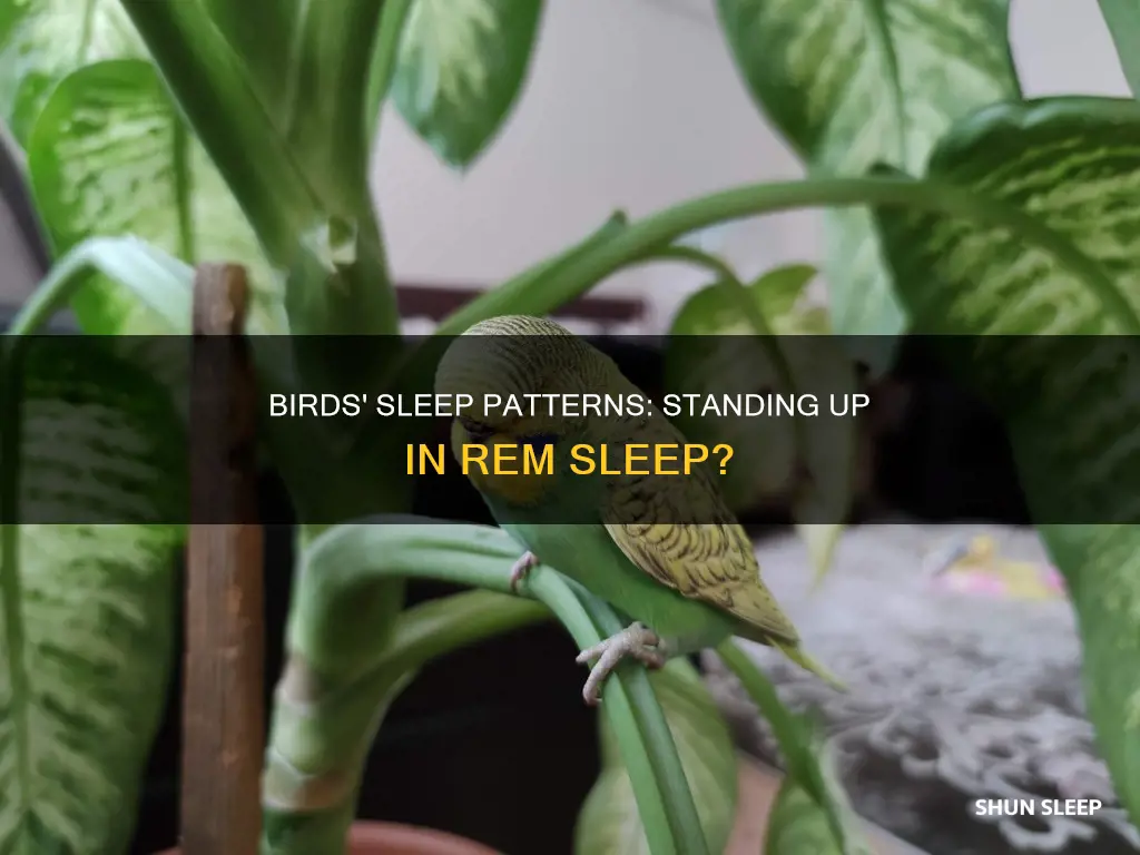 do bird stand during rem sleep