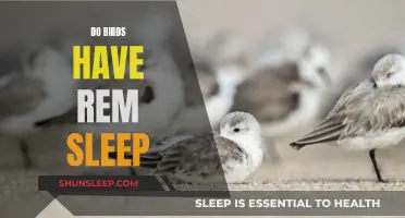 Birds' Sleep Patterns: Do They Experience REM Sleep?