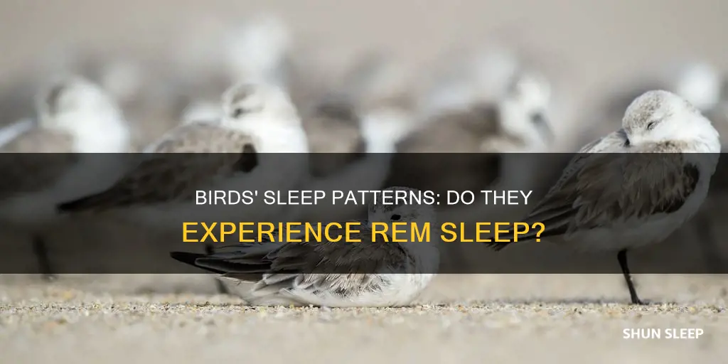 do birds have rem sleep