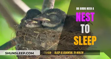 How Do Birds Sleep? Nests and Rest Explained