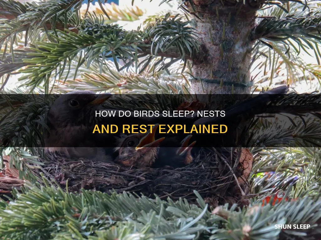 do birds need a nest to sleep