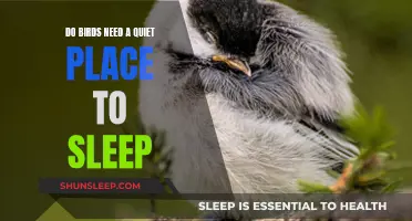 How Quiet Should Bird Sleep Environments Be?