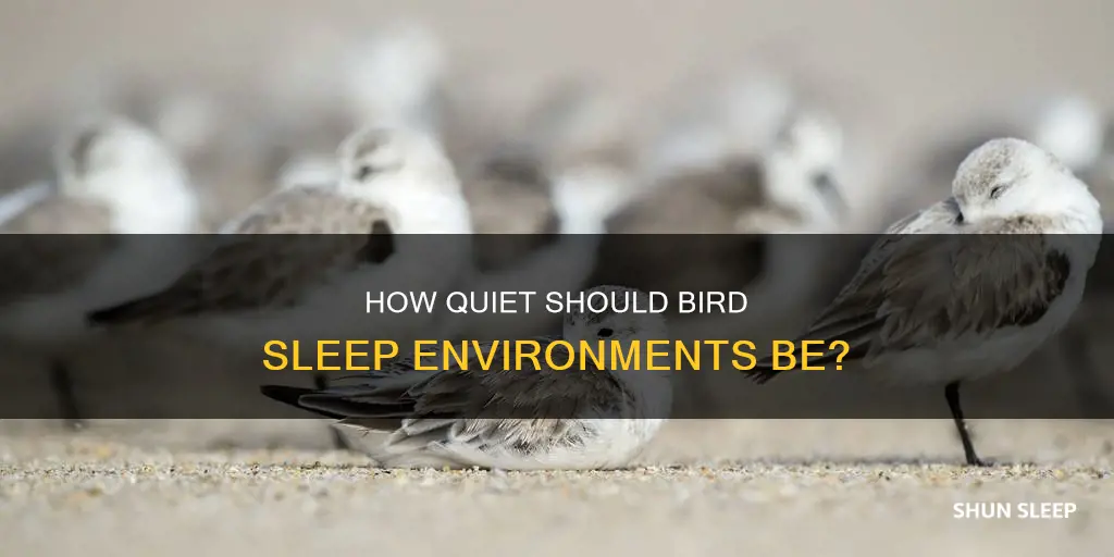 do birds need a quiet place to sleep