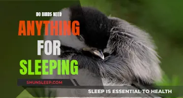 How Do Birds Sleep? Do They Need Help?