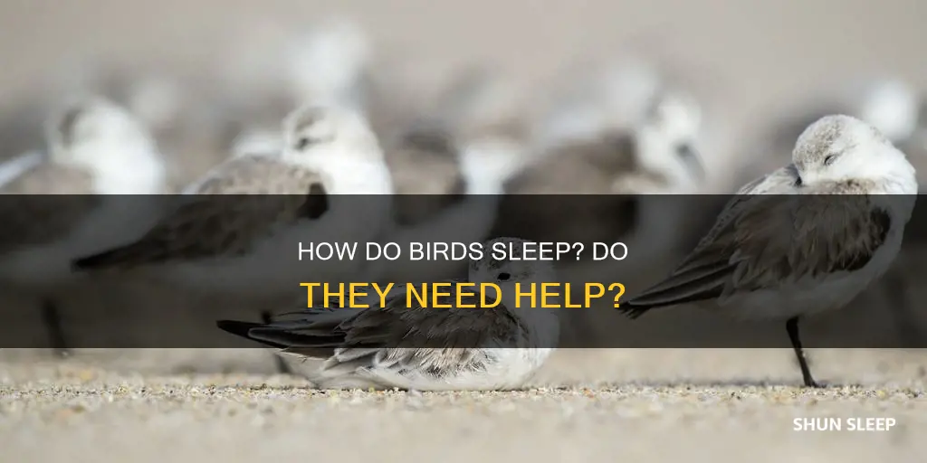 do birds need anything for sleeping
