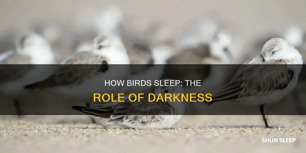 do birds need dark to sleep