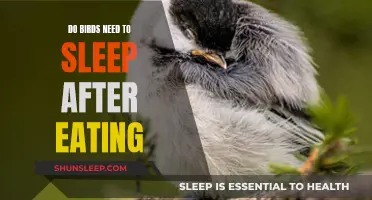 Birds' Sleep Patterns: Eating and Resting Habits Explored