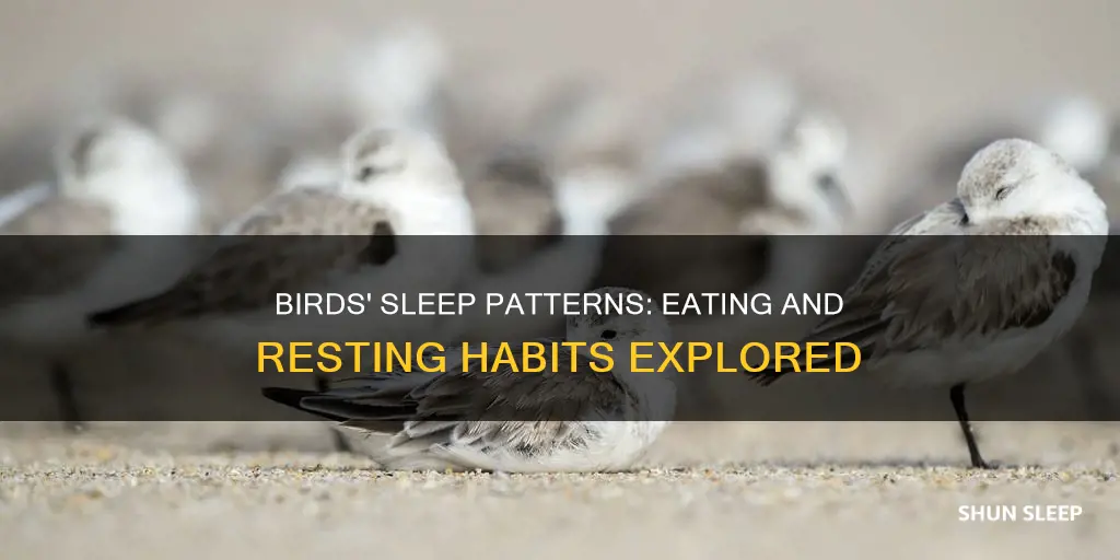 do birds need to sleep after eating