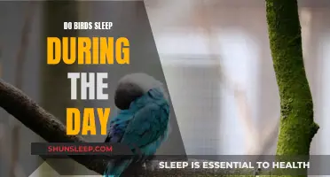 Daytime Bird Behavior: Sleep or Something Else?