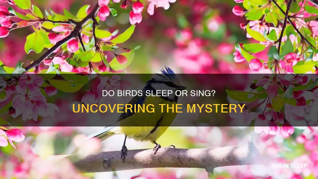 do birds sounds sleep or wake