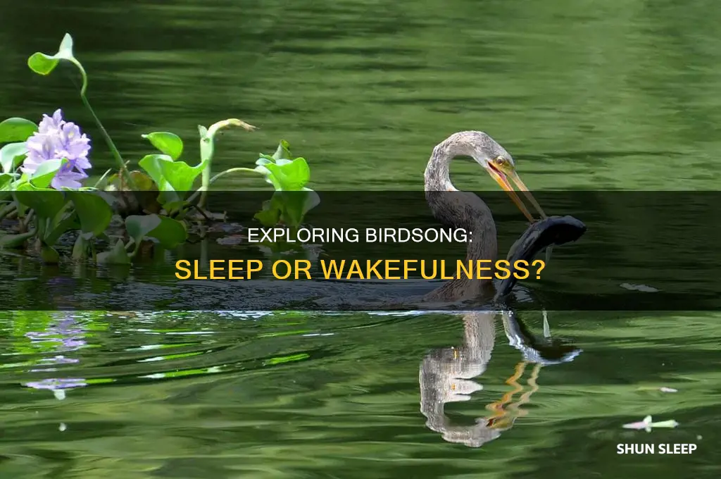 do birds sounds sleep or wake