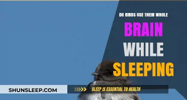 Brain Power: Birds' Brains During Sleep