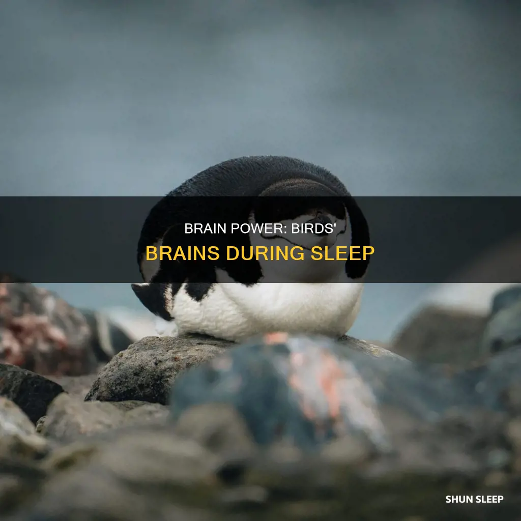 do birds use their whole brain while sleeping