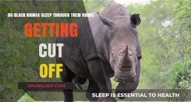 Do Black Rhinos Sleep Through Poaching? Debunking a Painful Myth