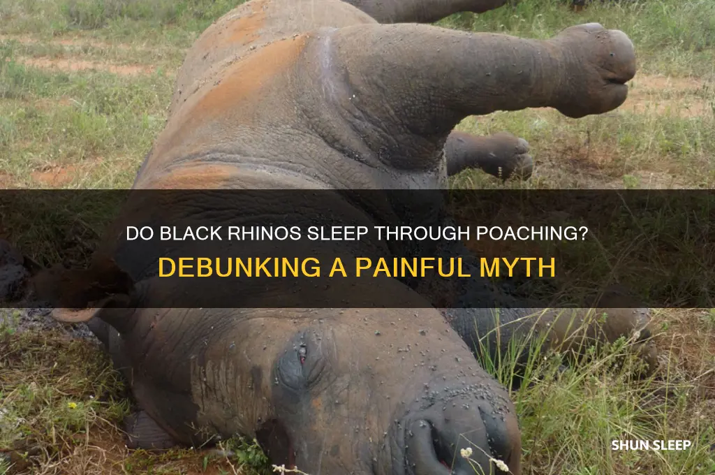 do black rhinos sleep through their horns getting cut off