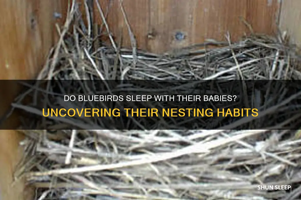 do bluebirds sleep with their babies